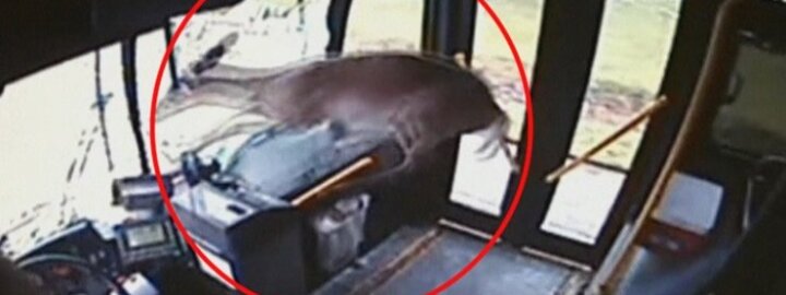 JAV pro autobuso priekinį langą įšoko elnias